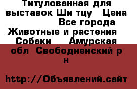 Титулованная для выставок Ши-тцу › Цена ­ 100 000 - Все города Животные и растения » Собаки   . Амурская обл.,Свободненский р-н